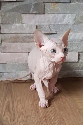 Sevimli Sphynx kedileri