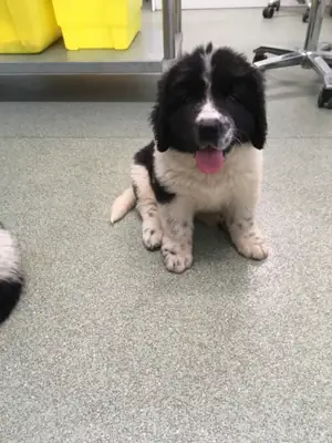 Chiots Terre-Neuve