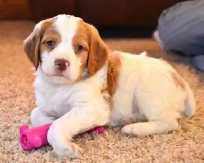 Brittany Puppies for Adoption