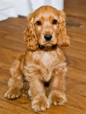 可卡犬幼犬