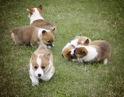 Pembroke Welsh Corgi in cerca di una nuova casa