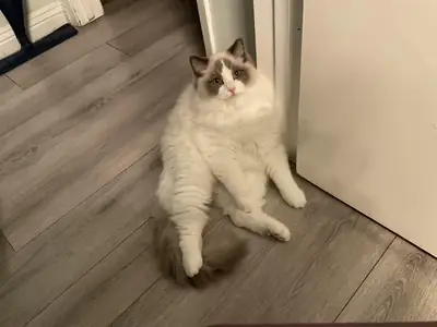 Chat ragdoll calme pour foyer tranquille