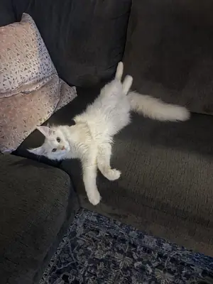 Chat maine coon habitué à la vie en appartement