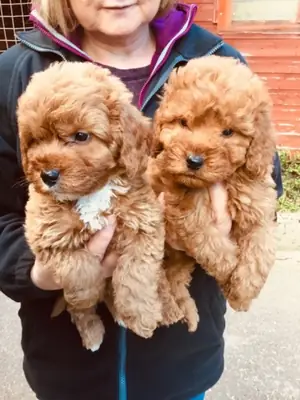 Cuccioli di Cockapoo, maschi e femmine