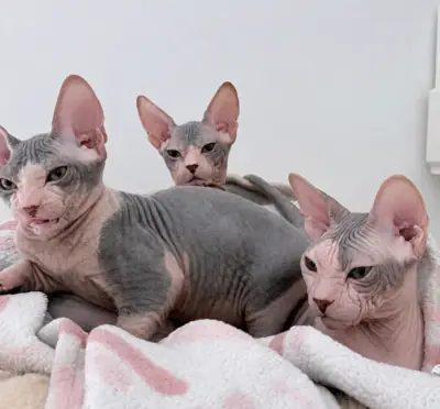 Güzel Sphynx Mevcut