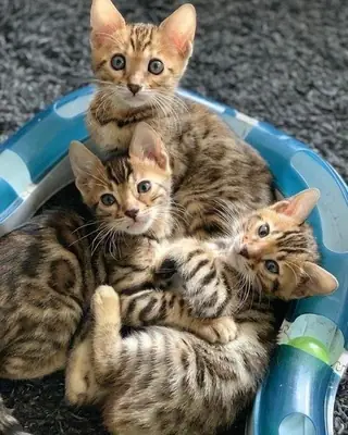 Bengals kittens (jessicabaynton2@gmail.com)