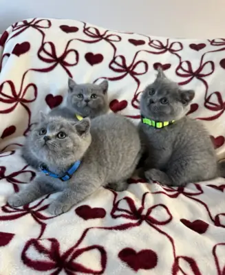 Blue british shorthair kittens (jessicabaynton2@gmail.com)