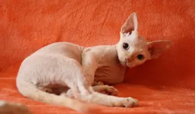 💛 Hermosos gatitos Devon Rex 💛(jessicabaynton2@gmail.com)💛