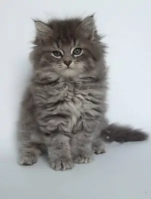 可供领养的西伯利亚小猫