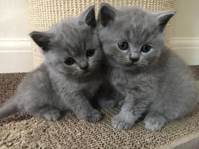 British Shorthair Yavruları