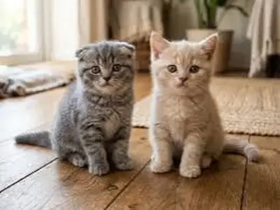 苏格兰折耳猫幼崽