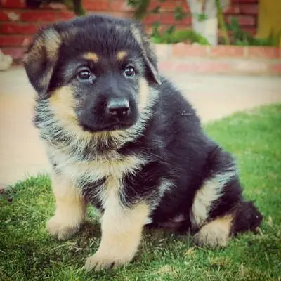 AKc Reg German Shepherd puppies