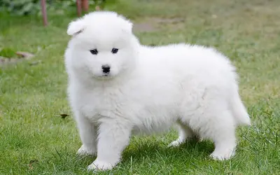 Cuccioli di Samoiedo registrati AKC