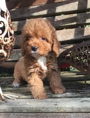 Cuccioli di Cavapoo con la bellezza della loro natura