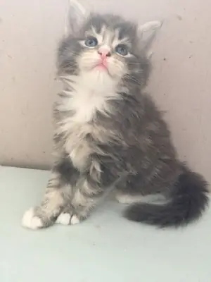 Maine Coon kittens for Sale (jessicabaynton2@gmail.com)