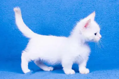 Hermosos gatitos Munchkin