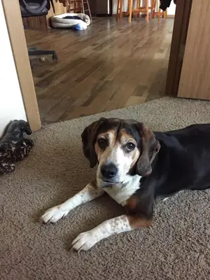 Beagle sociable cherche nouveau foyer