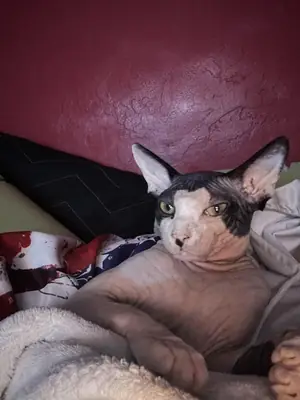 Chat sphynx très proche des humains