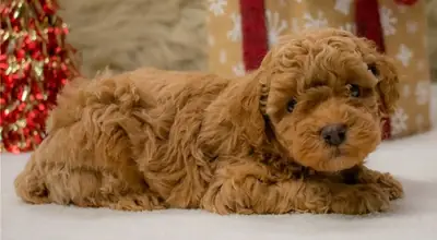 Beautiful Poodle Puppies: Email (jessicabaynton2@gmail.com)