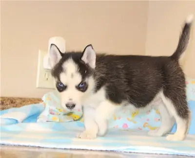 Stunning Siberian Huskies Puppies: Email  (jessicabaynton2@gmail.com)