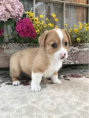 Kc pembroke corgi puppies: Email (jessicabaynton2@gmail.com)