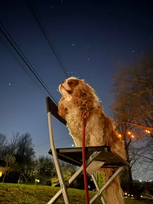 Devon rex sociable para hogar tranquilo