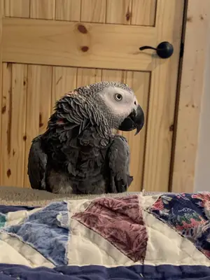 Loro amazona acostumbrado a ambiente familiar