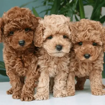 Regalo Cachorros de Caniche disponibles para adopciónn