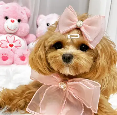 Poodle Puppies available for adoption as a gift
