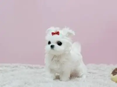 Regalo cachorros bichón Maltés