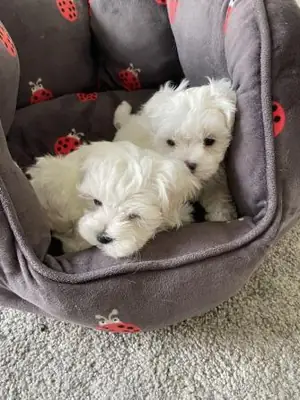 cachorros bichón Maltés para adopcion contáctame por whatsapp a través de  (+34)611386992