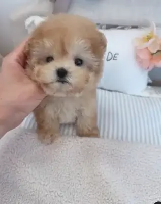 Adoption için mevcut Poodle Yavruları hediye