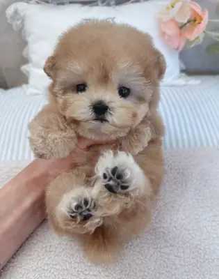 Adoption için mevcut Poodle Yavruları hediye