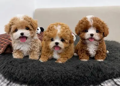 Regalo Cachorros de Caniche disponibles para adopción4