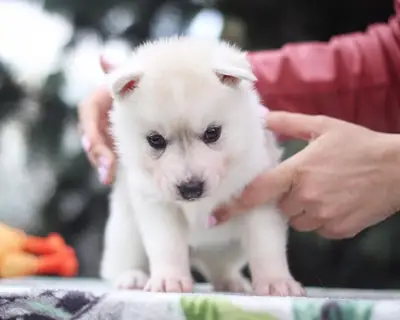 6Regalo Cachorros Husky Siberiano  Whatsapp (+34)611386992