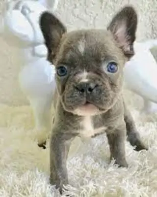 1Regalo Cachorros Bulldog Frances  Whatsapp  (+34)611386992