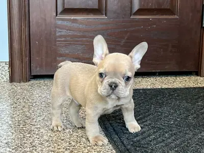 2Regalo Cachorros Bulldog Frances  Whatsapp  (+34)611386992