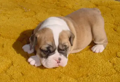 Cachorros de Bulldog inglés