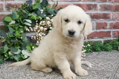 Cachorros gentiles de Golden Retriever