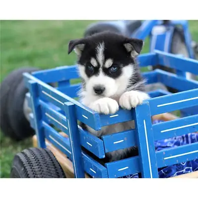 Cachorros de husky siberiano con pedigrí