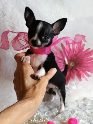 Mini chihuahuas disponibles para adopción