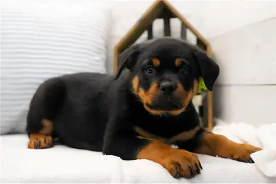 2 Regalo Cachorros Rottweiler Gratis Whatsapp  (+34)611386992