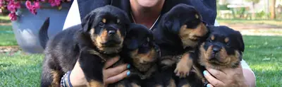 3Regalo Cachorros Rottweiler Gratis Whatsapp  (+34)611386992