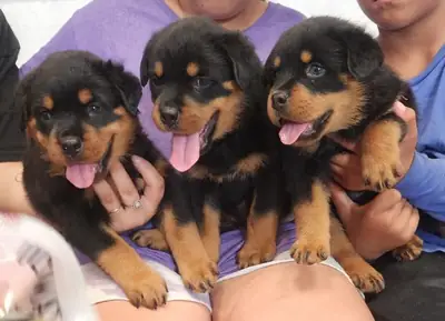 4Regalo Cachorros Rottweiler Gratis Whatsapp  (+34)611386992
