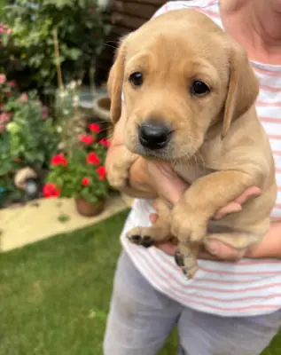 AKC 男性和女性拉布拉多幼犬待领养