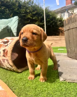 健康的雄性和雌性拉布拉多猎犬小狗现在可以免费领养