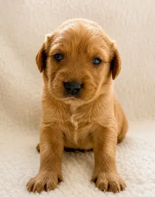 Quality Labrador Retriever Puppies.