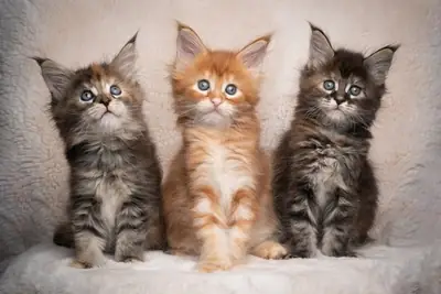 Котята Мейн-кун