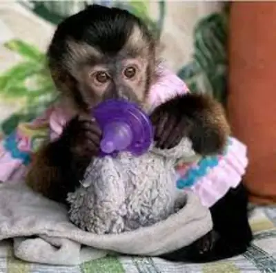 3Adorables monos capuchinos
