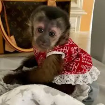 4Adorables monos capuchinos
